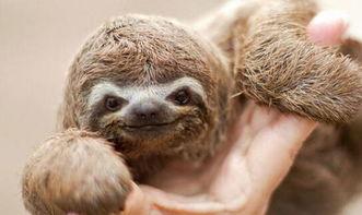 动物奶油爆料视频